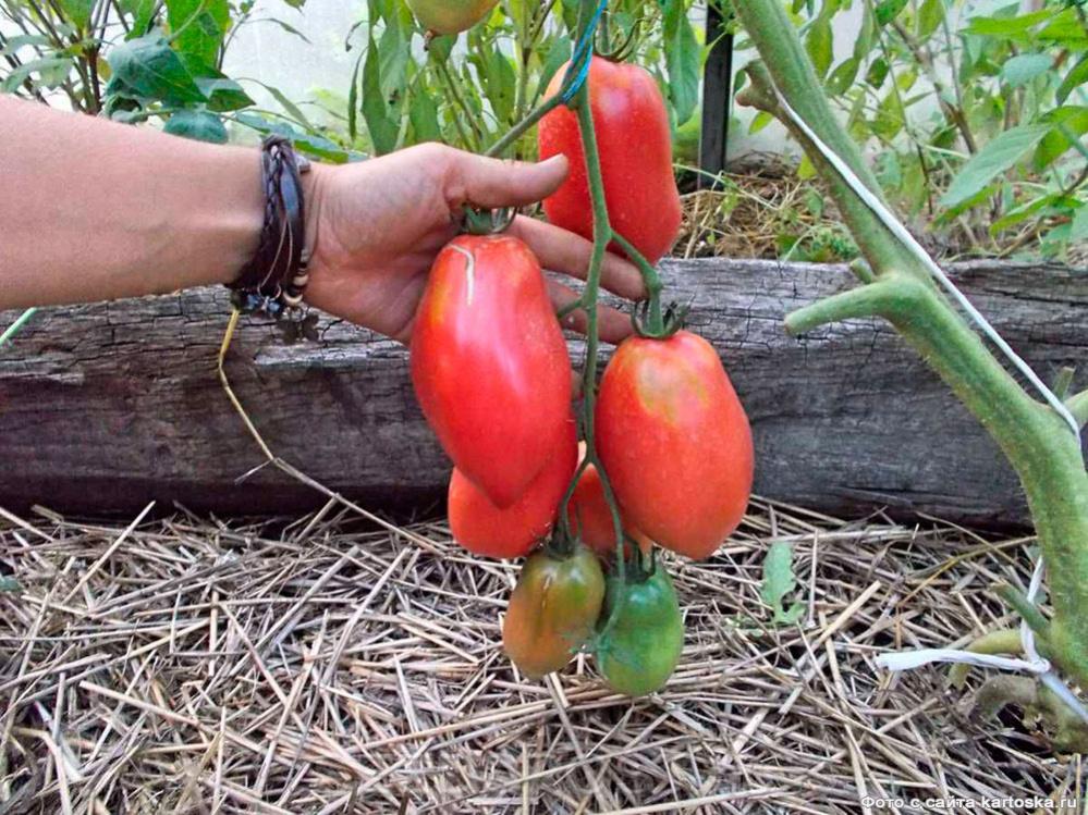 Минусинские стаканы, сортовой томат