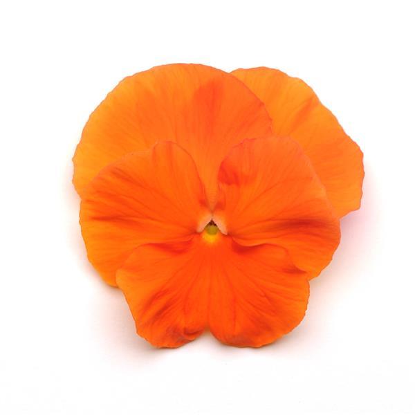 Виола крупноцветковая Матрикс Orange (Оранж)