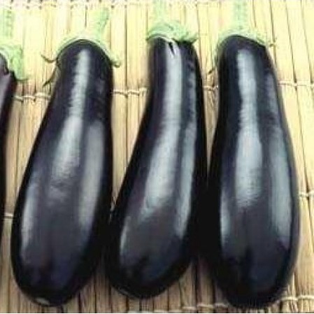 Баклажан Рома F1 SAKATA