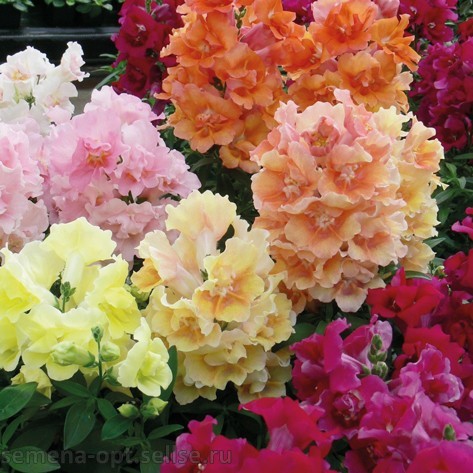 Львиный зев махровый Twinny formula mixture