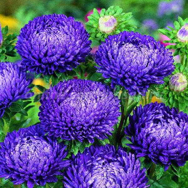 Астра Леди Корал Дарк Блю (Dark Blue FS)