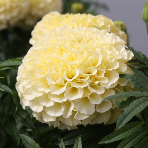 Бархатцы Ванилла (Vanilla) F1