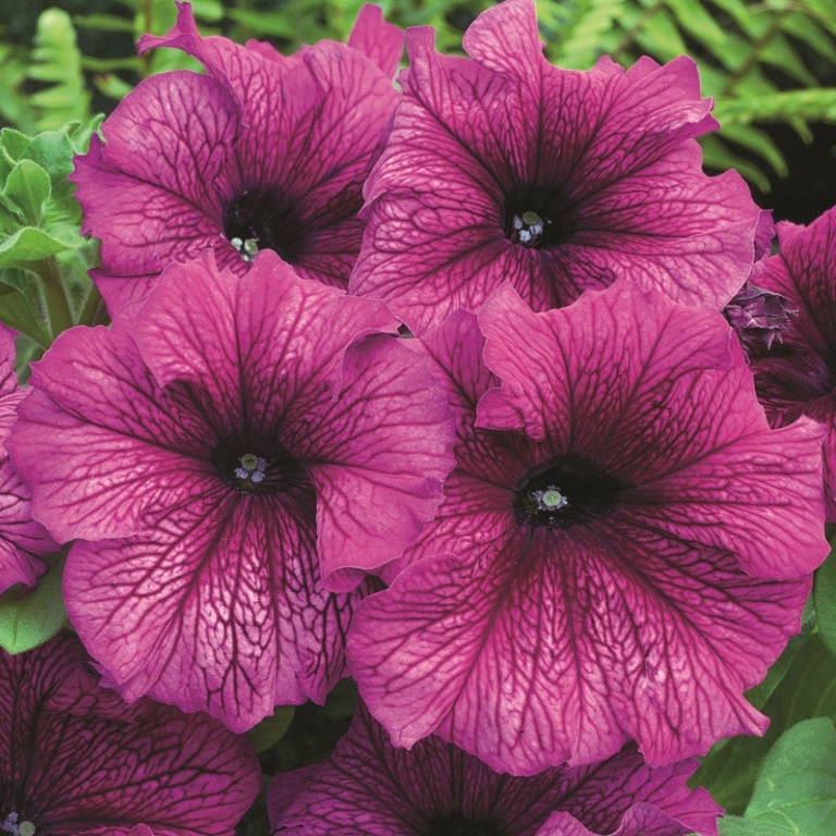 Петуния крупноцветковая Тритуния Плам (Tritunia Plum)