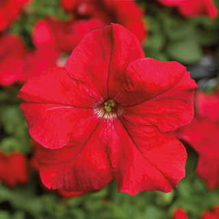 Петуния крупноцветковая Тритуния Ред (Tritunia Red)