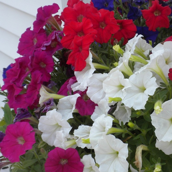 Петуния миллифлора Пикобелла Микс (Picobella Mix)