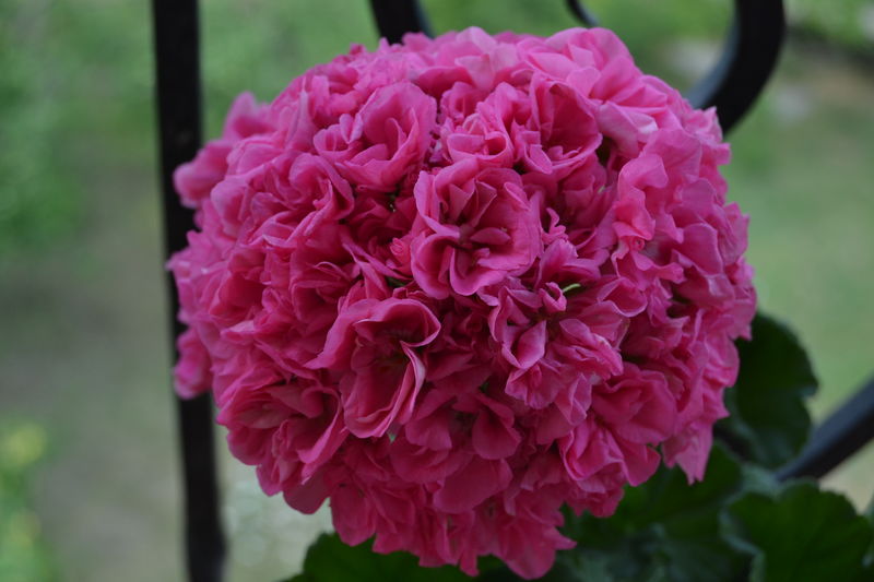 № 50 Пеларгония зональная Whernside Tribune