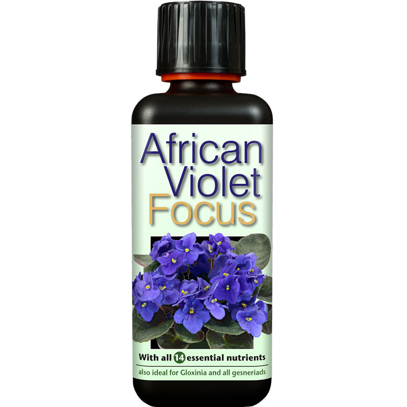 Африкан Виолет Фокус (African Violet Focus)