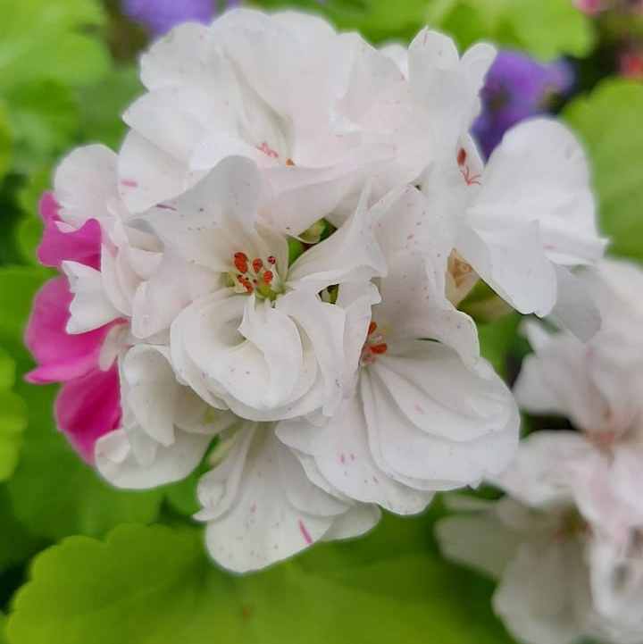 № 91 Odensjo Ice Frozen Campari, золотолистная с крапом