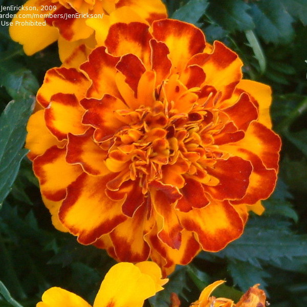 Бархатцы отклоненные Бонанза  Болеро