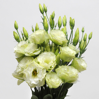 Эустома махровая ABC Green F1