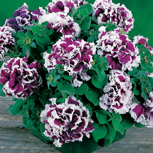 Петуния махровая Пируэт Парпл (Pirouette Purple)