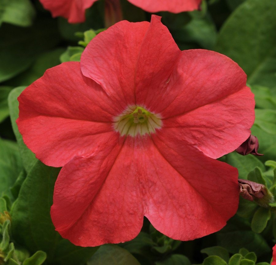 Петуния крупноцветковая Ez Rider Deep Salmon