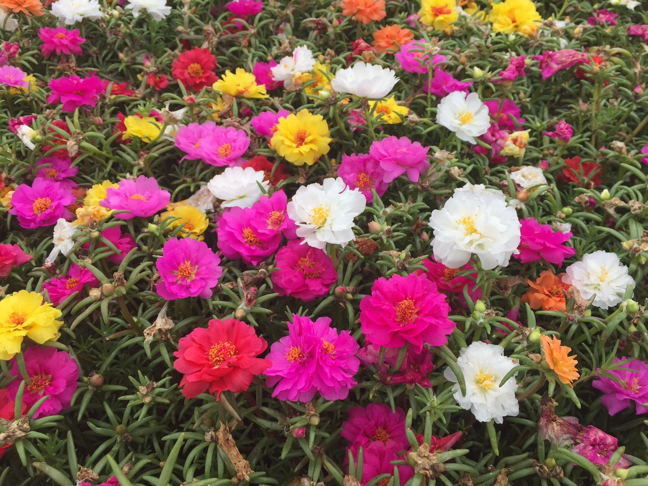 Портулак крупноцветковый Happy Hour Микс (Мультидраже)