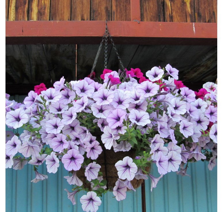 Петуния F1 Opera Lilac Ice (Опера Лилак айс)