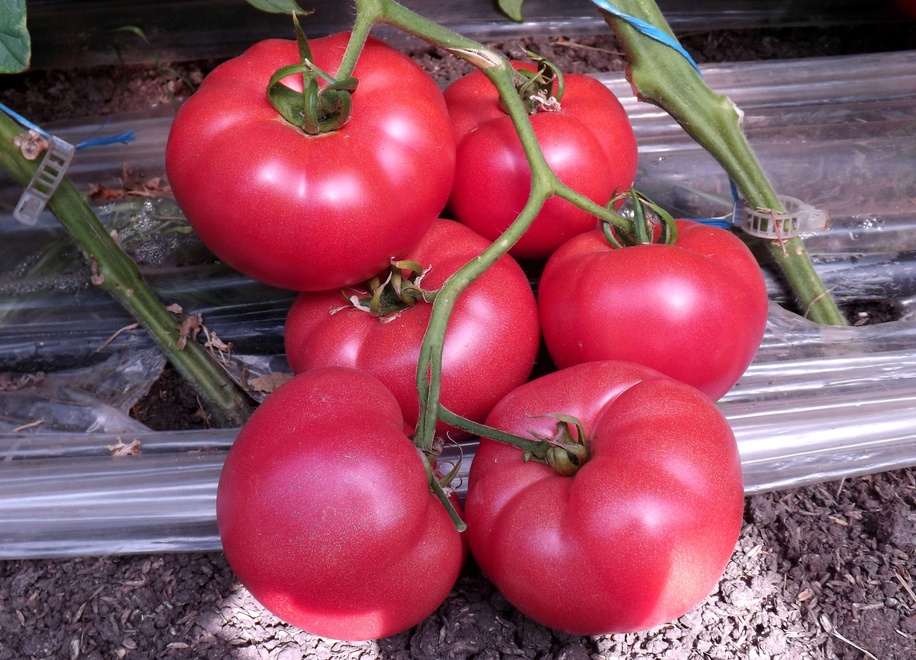розовые семена томатов