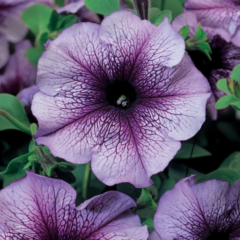 Петуния крупноцветковая Тритуния Блю Вейнед (Tritunia Blue Veined)