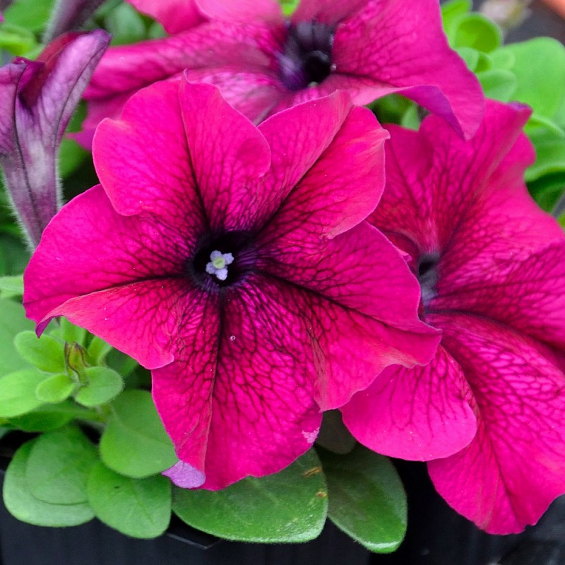 Петуния крупноцветковая Тритуния Бургунди