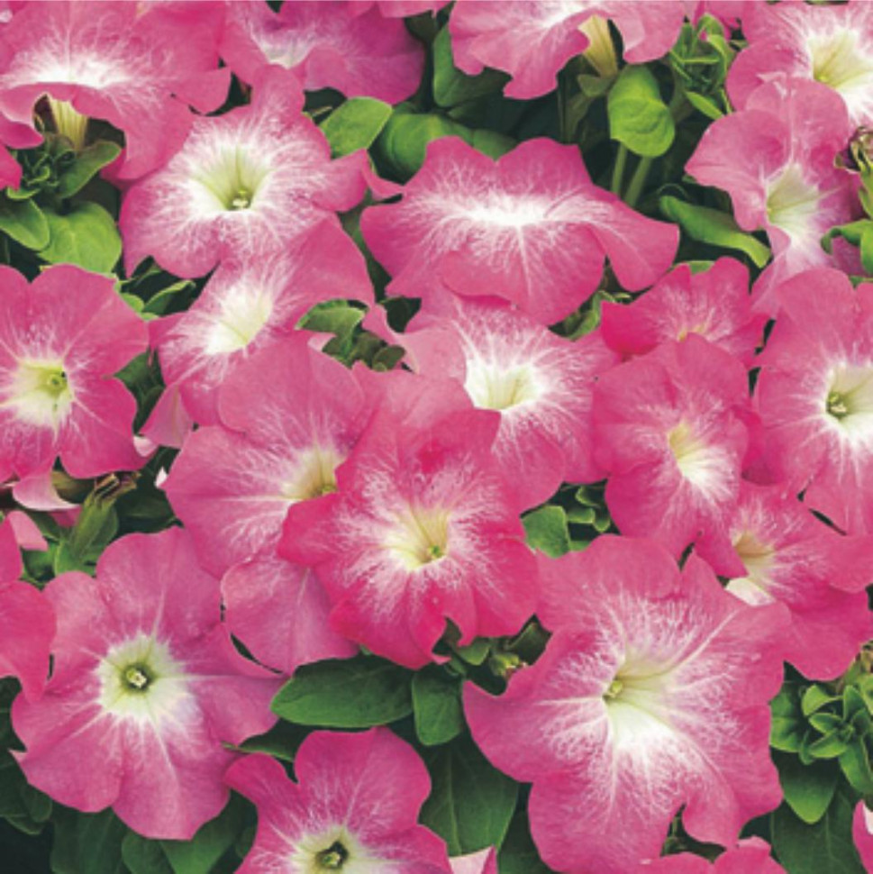 Петуния крупноцветковая Тритуния Пинк Морн