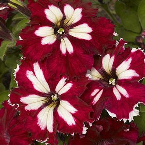 Петуния грандифлора Кан Кан Арлекин Бургунди