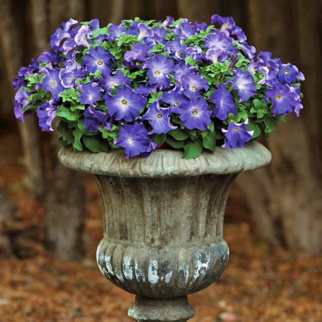 Петуния крупноцветковая Софистика Блю Морн (Sophistica Blue Morn)