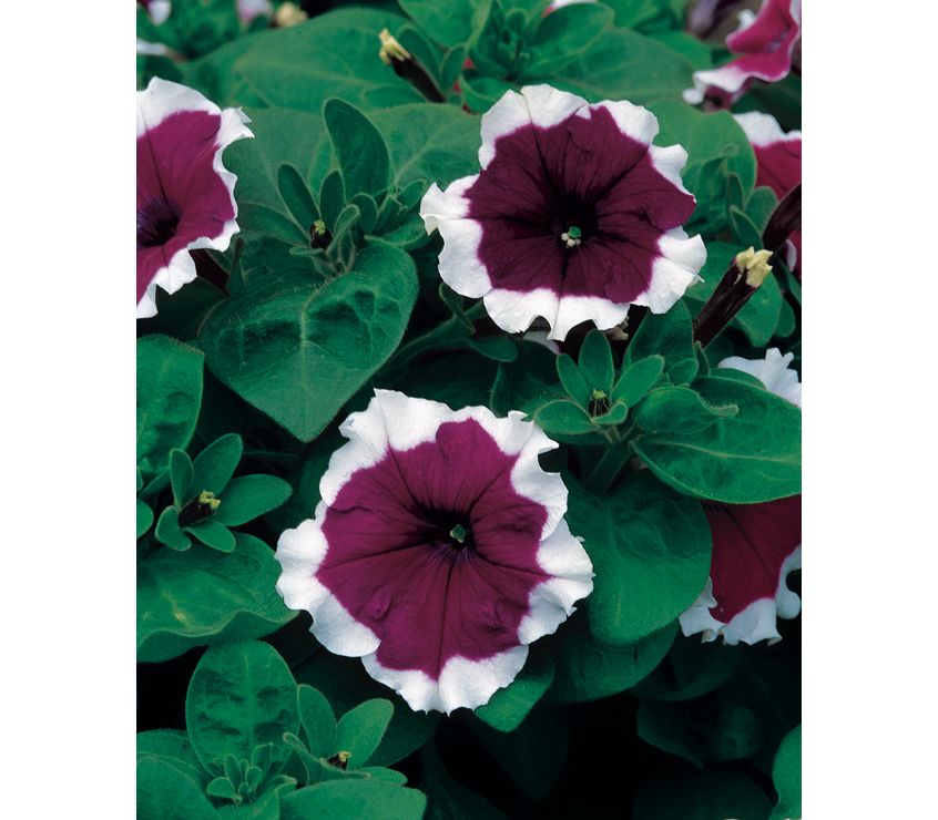 Петуния крупноцветковая Фрост Вельвет