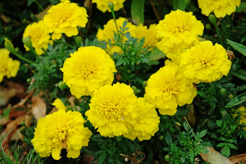 Бархатцы отклоненные Бонанза  Еллоу