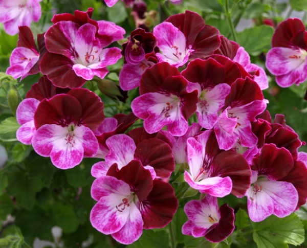 № А-11 Пеларгония ангел Cottenham Harmony