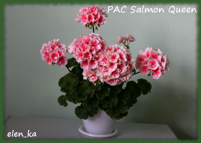 № 40 Зональная пеларгония PAC Salmon Queen