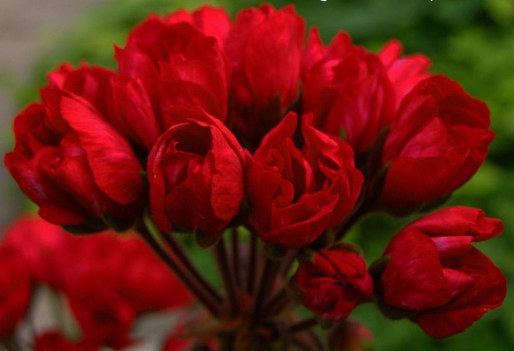 № 64 Пеларгония  тюльпановидная Сarmen Аndrea