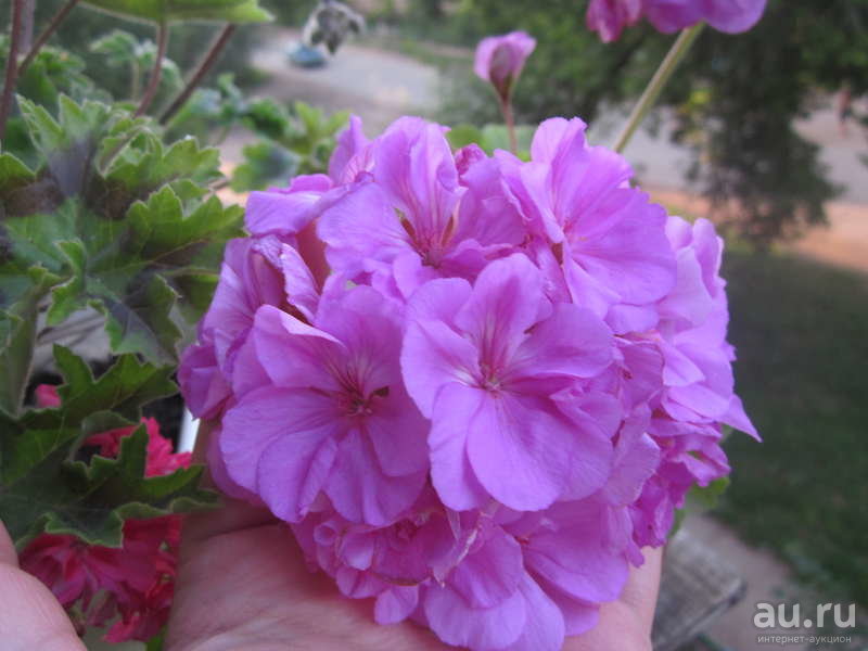 № 104 Зональная пеларгония Calypso