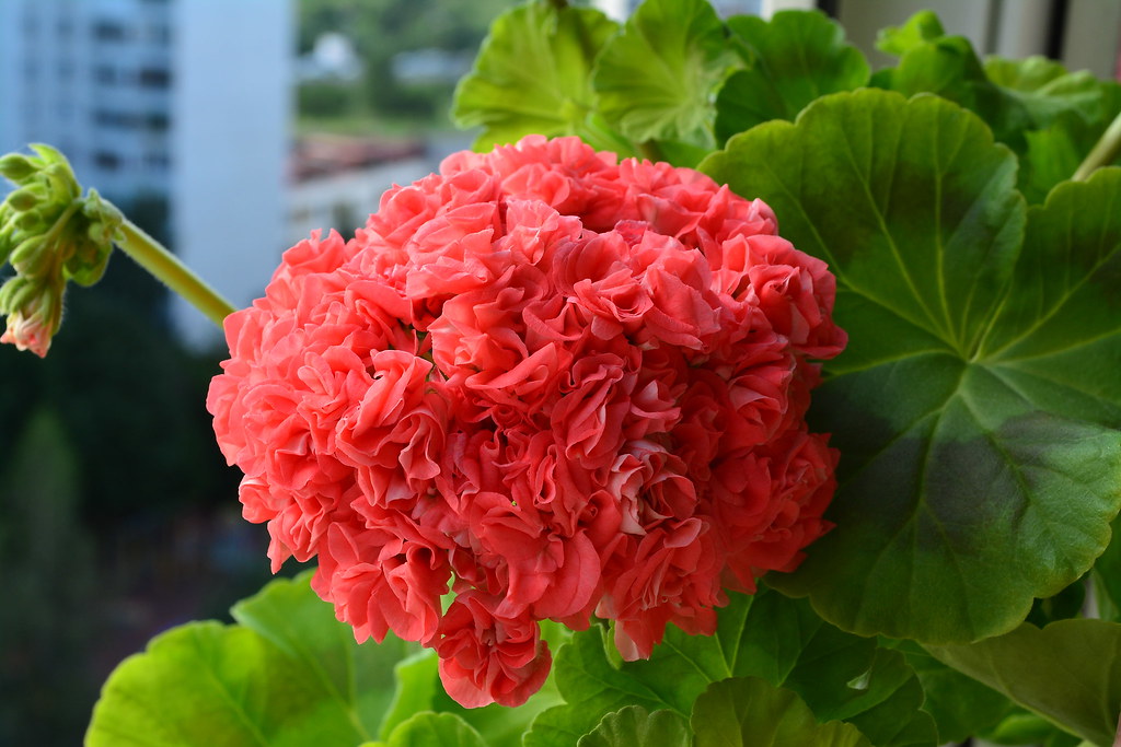 № 113 Зональная пеларгония Shelk Mojra (Шёлк-Мойра)