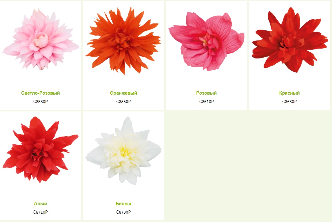 Бегония Fanky (Фанкей) Микс