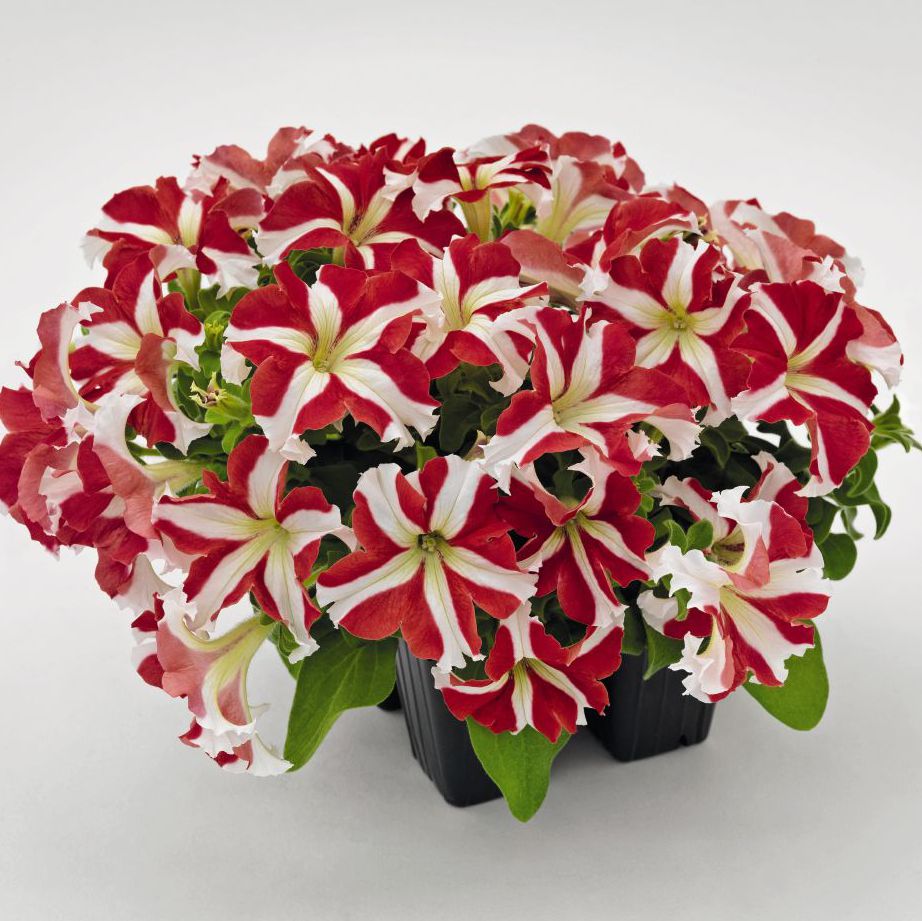 Петуния Success! 360' Red Star крупноцветковая