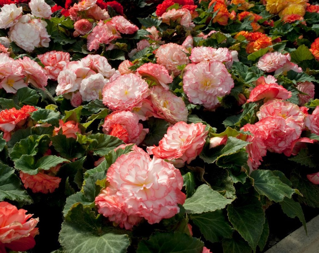 Бегония Nonstop Rose Picotee