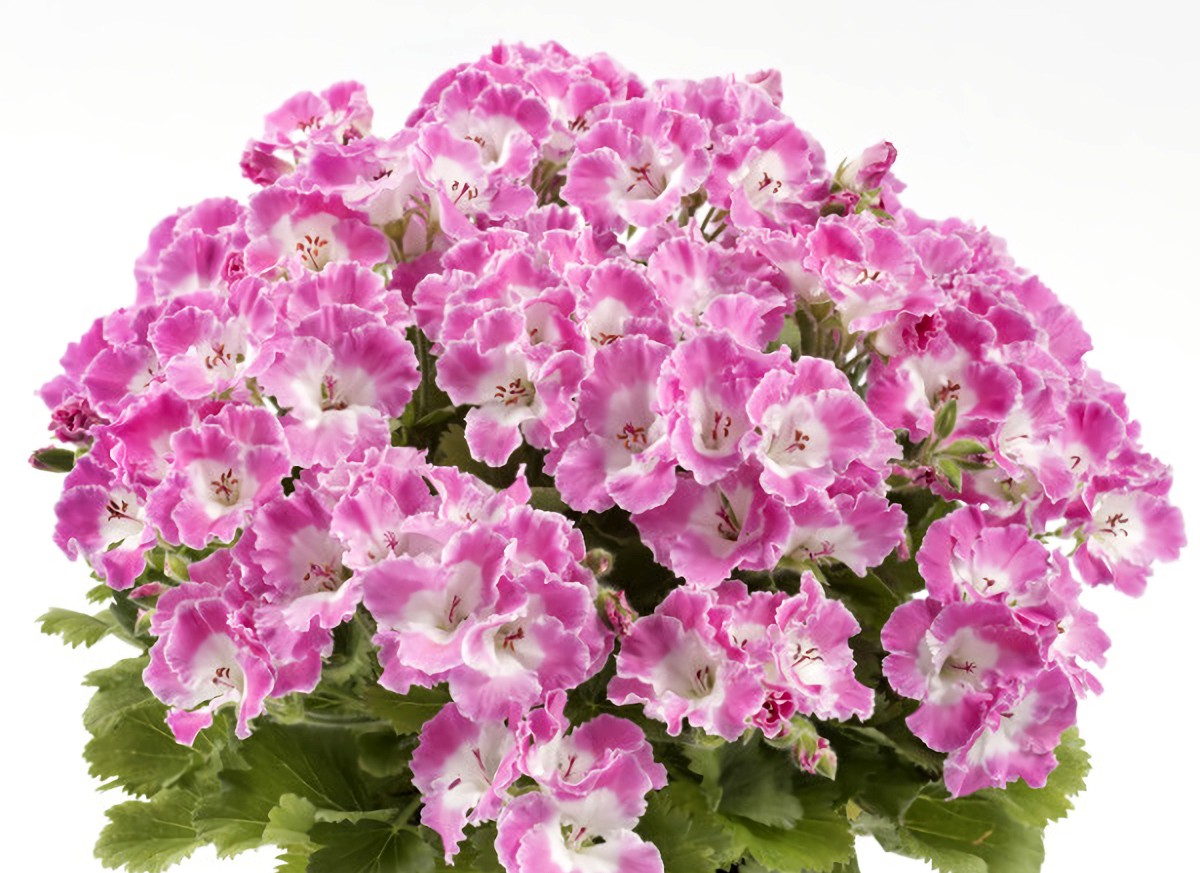 № 128 Пеларгония королевская Bermuda Rose