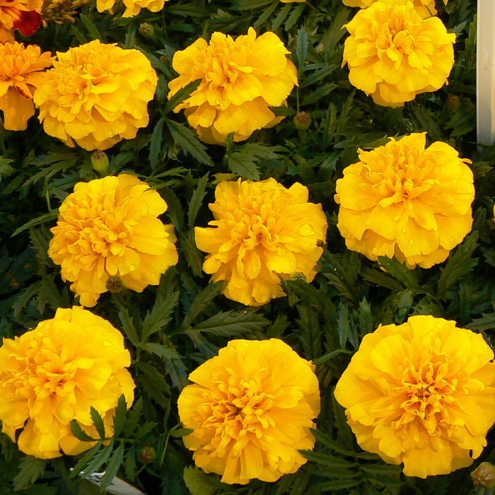 Бархатцы отклоненные Бонанза  Голд