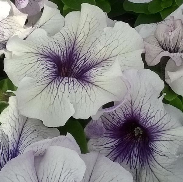 Петуния крупноцветковая Лимбо Limbo GP Silver Blue