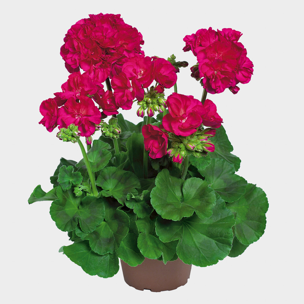 № 8 Пеларгония зональная QUALITY LINE PAC® FOXY