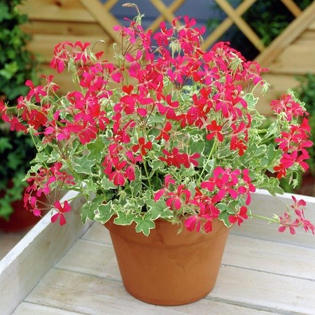 № 118 Пеларгония плющелистная вариегатная Evca