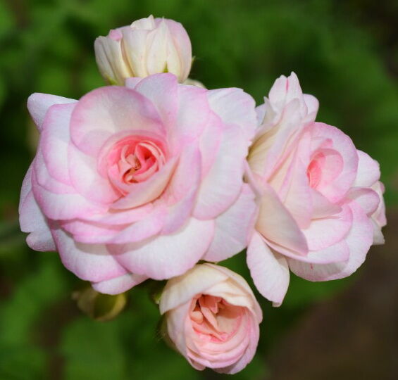 № 146 Зональная пеларгония ЮГ-Принцесса Грейс