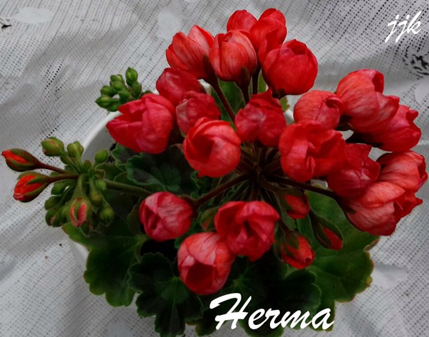 № 153 Пеларгония Herma тюльпанка