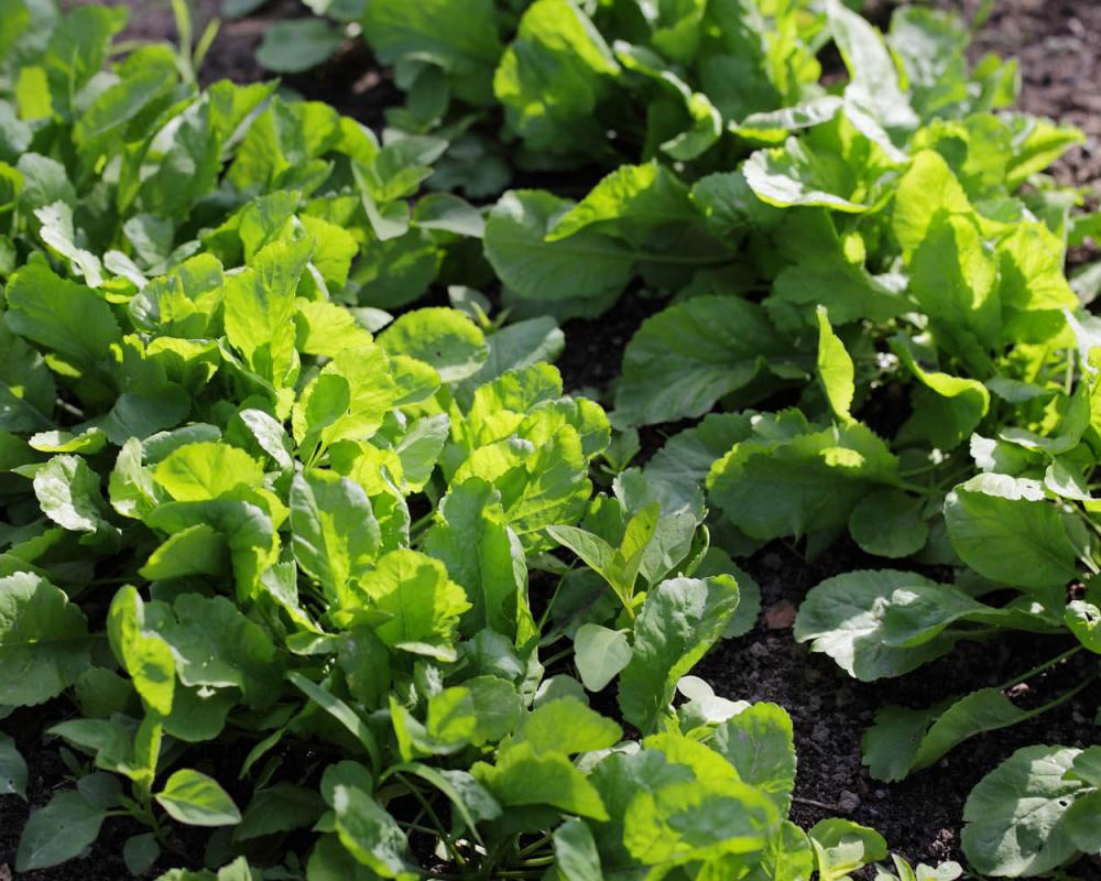 Кресс-салат Дукат  хорош на микрозелень и для выращивания в ОГ