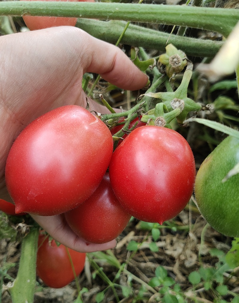 Юбилейный Тарасенко, сортовой томат