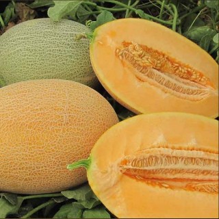 Каррера F1 дыня ананасного сортотипа