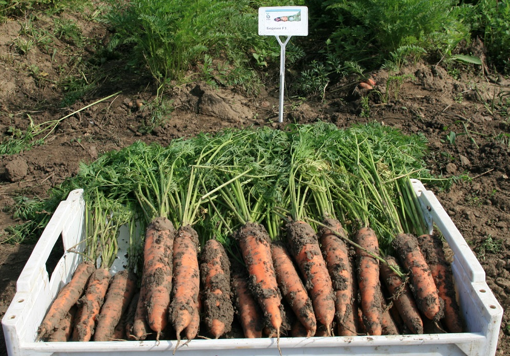 Морковь Берлин F1