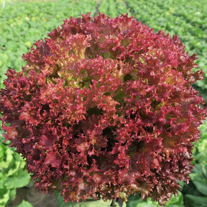 Салат Солос (тип Лолло Трипл ред) F1