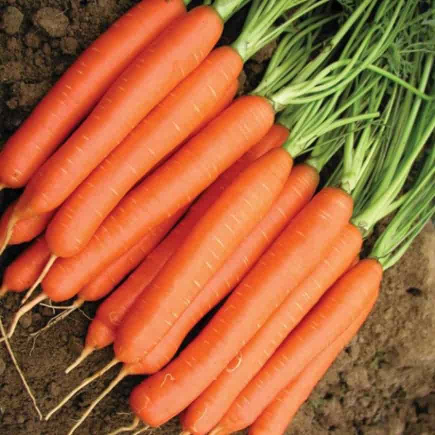 Морковь Нантская 4 F1
