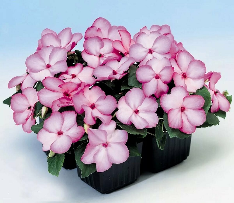 Бальзамин Баланс Роуз Пикоти