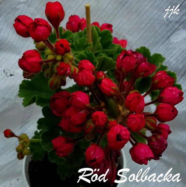 № 14 Rod Solbacka Пеларгония тюльпановидная