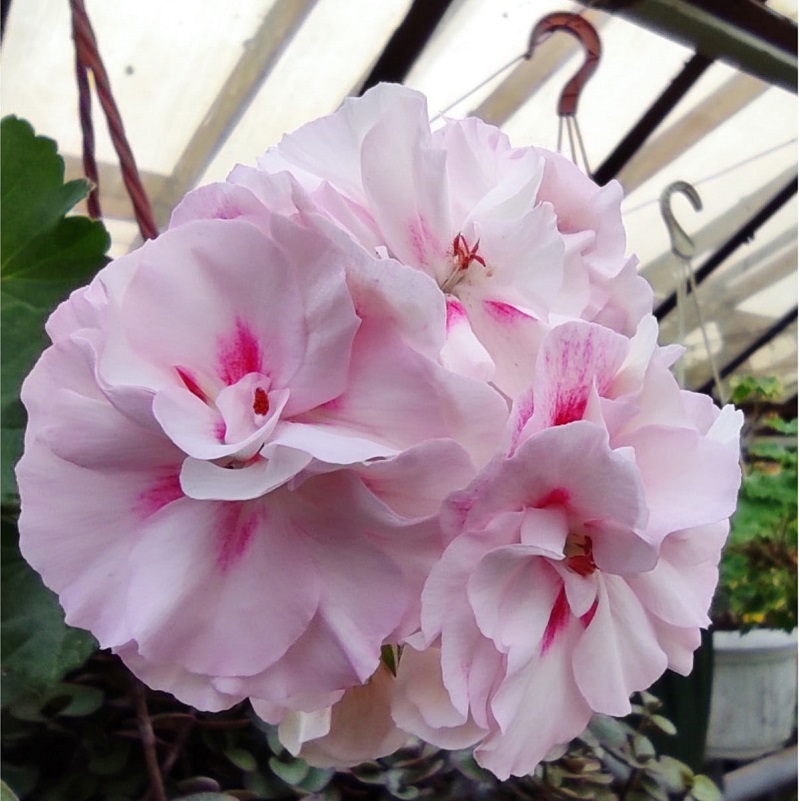 №16 Пеларгония зональная By конфетка